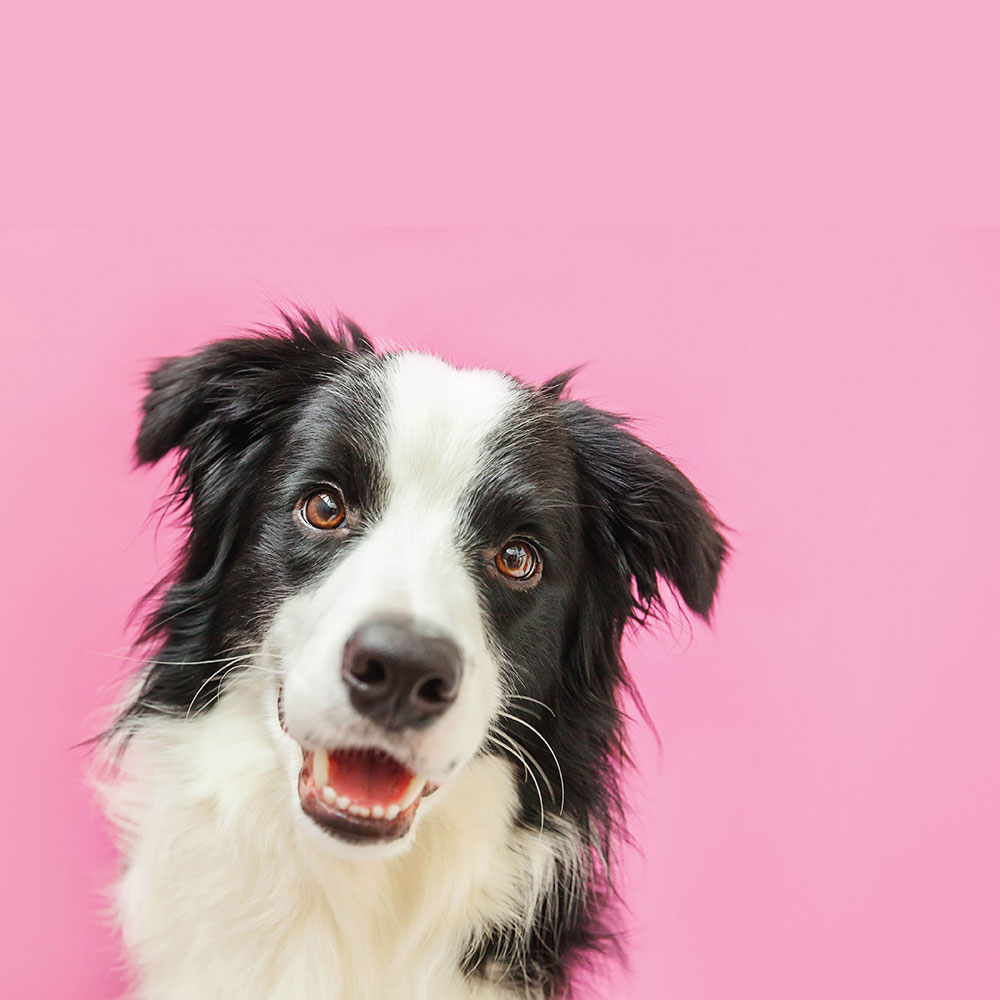 Border collie shop sensitive stomach