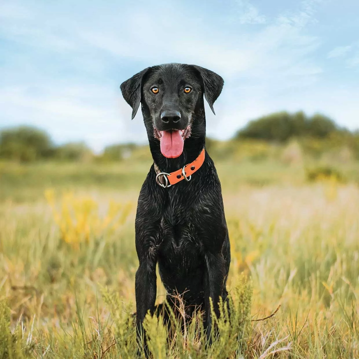 Heartland naturals dog food sale