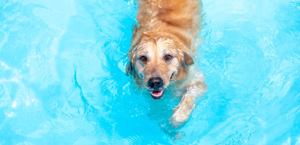 Outdoor Activities for Dogs: Dog-Friendly Summer Things to Do