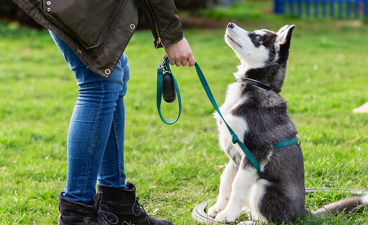 The Ultimate Puppy Socialization Checklist for Pet Parents - Ultimates ...